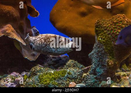 It is a fish in an aquarium, called Masked Puffer and lives in nature on coral reefs. Stock Photo