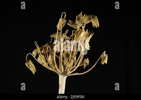 allium lily dried seed head isolated on a black background Stock Photo