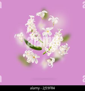 A beautiful picture with white hyacinth flowers flying in the air on the violet purple lavender background. Levitation concept. Floating petals. Stock Photo