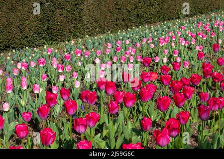 Dunsborough Park spring tulip festival in Surrey, England, UK, during April. Rows of red Tulip 'Lady van Eijk' and pink 'Dynasty' tulips. Stock Photo