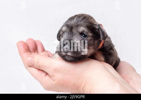 A small newborn puppy of a miniature schnauzer sleeps in the arms of a man on a white background, close-up. Little blind sleeping puppy is resting aft Stock Photo