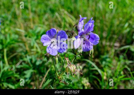 Delicate light blue flowers of Geranium pratense wild plant, commonly known as meadow crane's-bill or meadow geranium, in a garden in a sunny summer d Stock Photo