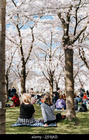 Family, friends, people having a picnic under sakura trees. Pastime with family in the park with cherry blossom trees, enjoy springtime and cherry Stock Photo