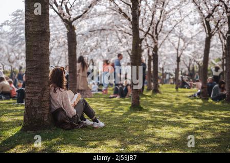 Family, friends, people having a picnic under sakura trees. Pastime with family in the park with cherry blossom trees, enjoy springtime and cherry Stock Photo