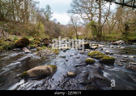 Carron Glen Wildlife Reserve, Scotland, UK is a beautiful native oak and ash woodland along a steep-sided gorge carved by the River Carron. Stock Photo