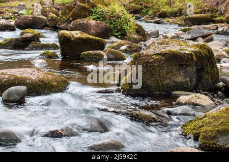Carron Glen Wildlife Reserve, Scotland, UK is a beautiful native oak and ash woodland along a steep-sided gorge carved by the River Carron. Stock Photo