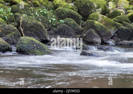 Carron Glen Wildlife Reserve, Scotland, UK is a beautiful native oak and ash woodland along a steep-sided gorge carved by the River Carron. Stock Photo
