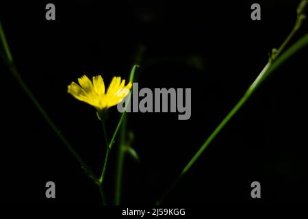 single yellow dandelion flower isolated on a natural black background Stock Photo