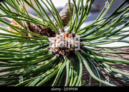 Close up pine branch, macro photography Stock Photo