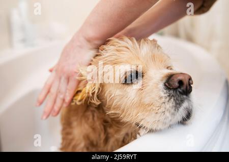 Close up of female hands are washing dog ears in the bathroom. Dog muzzle close up. Stock Photo