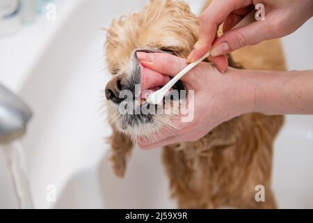 Female hand brushing american cocker spaniel teeth. Dental Toothbrush Dog. Stock Photo