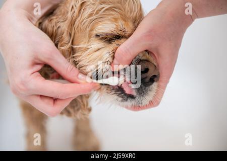 Female hand brushing american cocker spaniel teeth. Dental Toothbrush Dog. Stock Photo