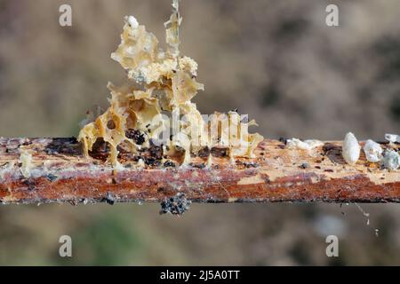 Wax bee frame eaten by parasites. Wax moth. Pests of active hives. Galleria mellonella species in a honeycomb without bees. Stock Photo