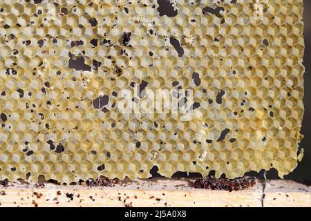 Wax bee frame eaten by parasites. Wax moth. Pests of active hives. Galleria mellonella species in a honeycomb without bees. Stock Photo