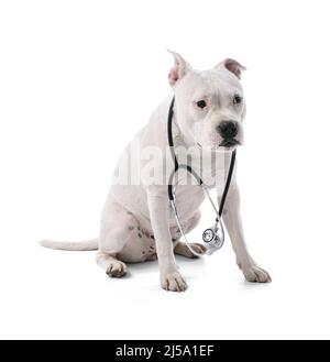 Female white american staffordshire isoled on white background Stock Photo