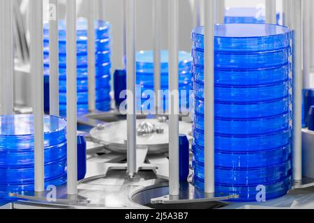 lots of stacked blue petri dishes filled Stock Photo