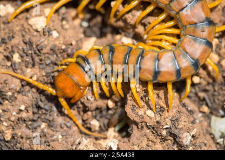 Scolopendra cingulata, also known as Megarian banded centipede, and the Mediterranean banded centipede. Stock Photo
