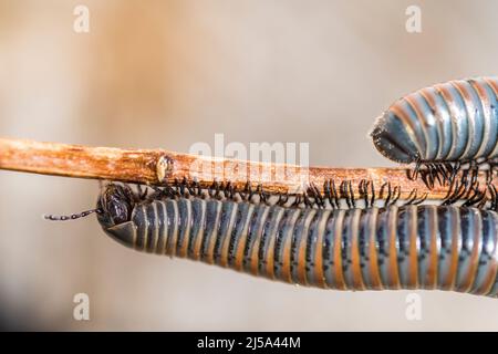 Dark-legged Acanthoiulus (Acanthoiulus fuscipes) Stock Photo