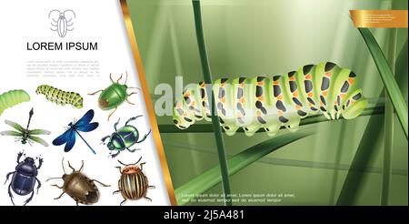 Realistic insects composition with caterpillar on grass dragonflies mosquito scarab and colorado potato beetle dung bug vector illustration Stock Vector