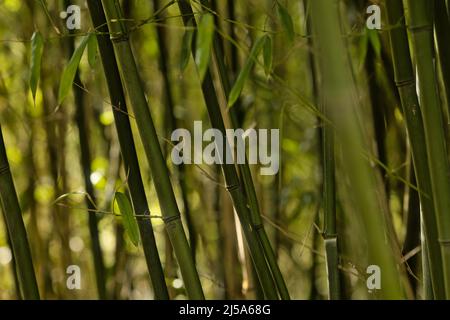 Abstract, blurred bamboo leaves and stalks background Stock Photo
