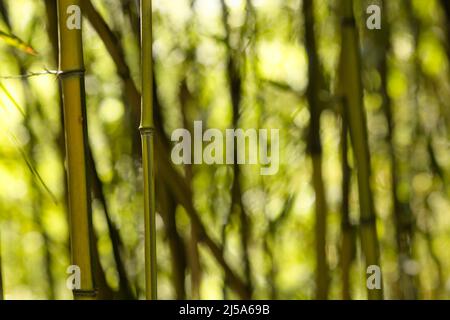 Abstract, blurred bamboo grove background Stock Photo