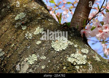 Greenshield lichens, Flavoparmelia caperata, foliose lichens growing on the bark of a cherry tree in full bloom. Stock Photo