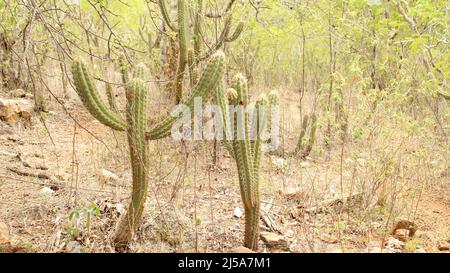 Cacti typical vegetation of the caatinga and desert. Stock Photo