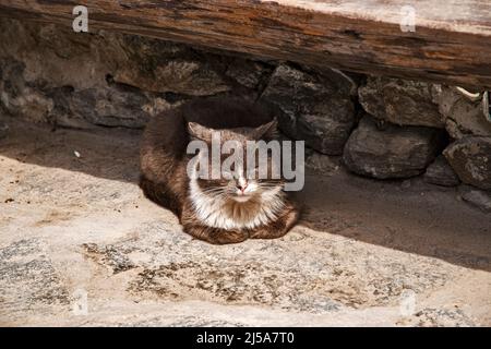 Street stray cat lying under wooden bench Stock Photo