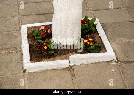 Trunk of fruit tree on sidewalk with flowers planted around it Stock Photo