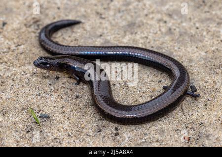 Three-toed Skink (Siophis equalis) Stock Photo