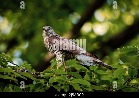 young buzzard on a branch looks into the camera Stock Photo