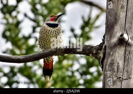An adult male Northern Flicker 'Colaptes auratus', perched on a dead tree branch in rural Alberta Canada. Stock Photo