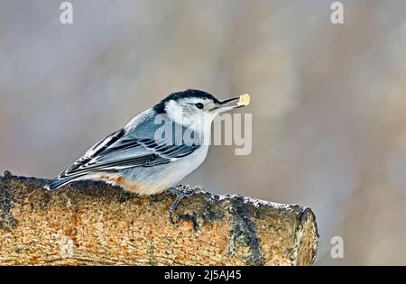 A wild white-breasted nuthatch 'Sitta carolinensis', holding a piece of a nut in his bill in rural Alberta Canada Stock Photo