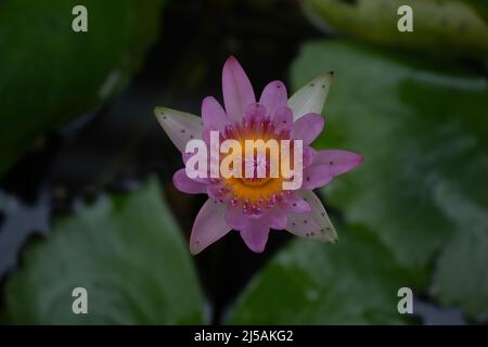 beautiful colorful lotus petals on green leaf out of focus Stock Photo