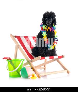 black poodle in front of white background Stock Photo