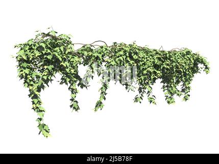 3D illustration climbing plants creepers isolated on white background Stock Photo