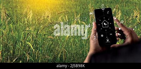 Agriculturist  Young farmers man using tablet computer analysis data check data network in the Internet vegetable background agricultural farm technol Stock Photo