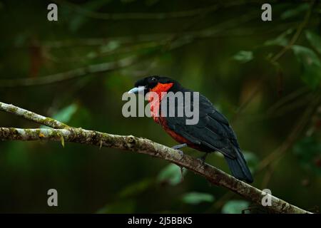 Red-ruffed Fruitcrow, Pyroderus scutatus, exotic rare tropic bird in the nature habitat, dark green forest, Otun, Colombia. Birdwatching in South Amer Stock Photo