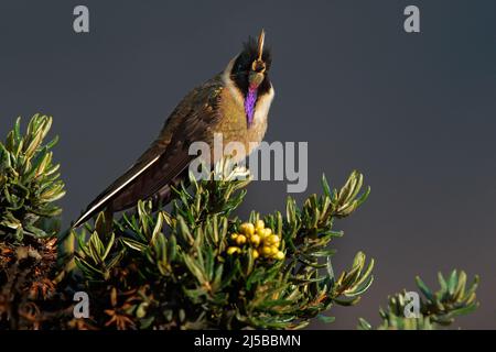 Bearded Helmetcrest or Buffy Helmetcrest, Oxypogon guerinii stuebelii, beautiful crest hummingbird from Colombia. Bird from Los Nevados National Park. Stock Photo