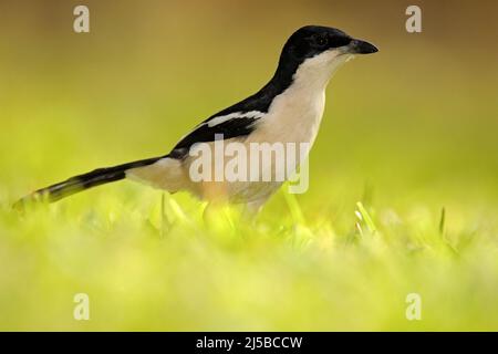 Tropical Boubou or Bell Shrike, Laniarius aethiopicus, in the green grass. Black and white bird from Africa. Summer day with sun in the Botswana natur Stock Photo