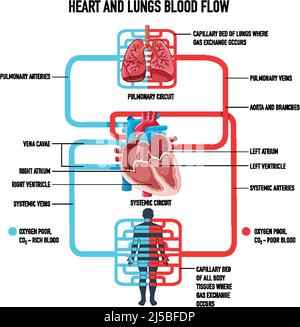 Diagram showing heart and lungs blood flow illustration Stock Vector ...