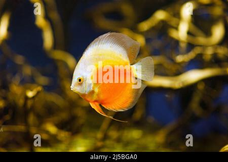 Discus fish on natural biotop in amazon river. Stock Photo