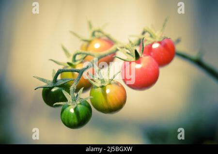 Close up of progressively ripening cherry tomatoes growing on the vine Stock Photo