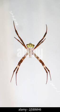 a large spider with long legs and a scary face hanging from a web on a white wall while looking at the camera in the outdoor garden Stock Photo