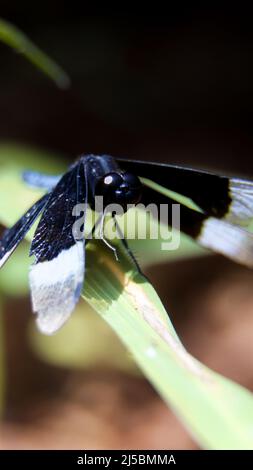 closeup macro shot of a navy blue dragonfly perching on a leaf and looking at the camera with its compound eyes Stock Photo