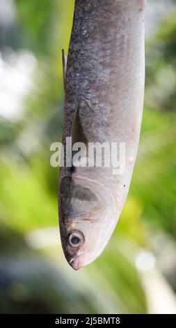 closeup shot of a freshly caught, big raw fish held hanging in the market on a morning kept for sale Stock Photo