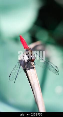 closeup macro shot of a scarlet red tailed dragonfly sitting on a dry leaf in the green forest on a summer day Stock Photo