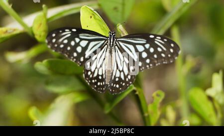 close-up shot of a glassy tiger butterfly perching on a green plant with its wings spread in the butterfly garden Stock Photo