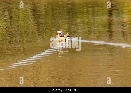 Strawberry Hill Pond Epping Forest Essex, England UK Europe Stock Photo