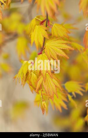 Close up of the leaves of Acer Palmatum Orange Dream in spring, UK Stock Photo